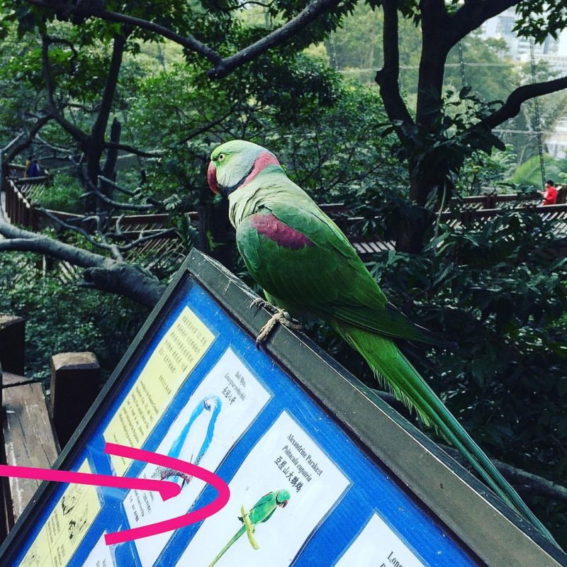 Hong Kong bird watching at Hong Kong Park Aviary Private Tours