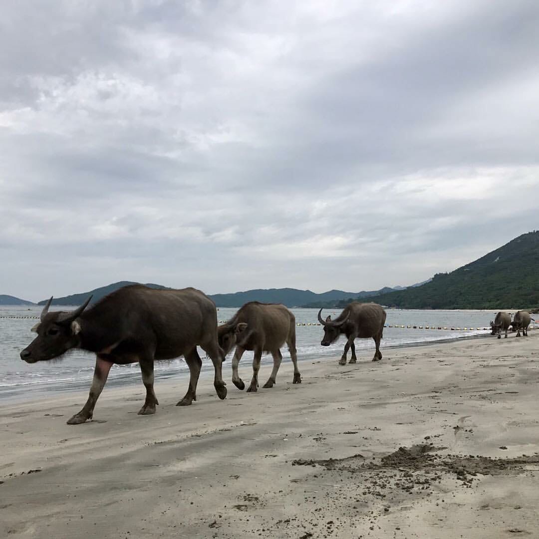 Lantau Hong Kong Tours