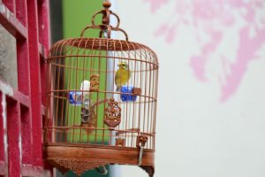 Bird Garden Hong Kong, pet bird cage at Mongkok Markets
