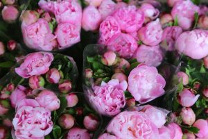 Flower Market Hong Kong Peonies, explore Mongkok's markets.