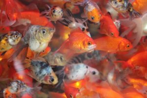 Goldfish Market Hong Kong explore Mongkok's markets.