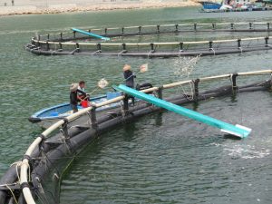 Fishermen feeding fish in fishing circle near Lamma Island Hong Kong.