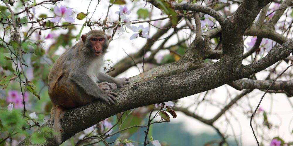 Monkey Mountain Kam Shan