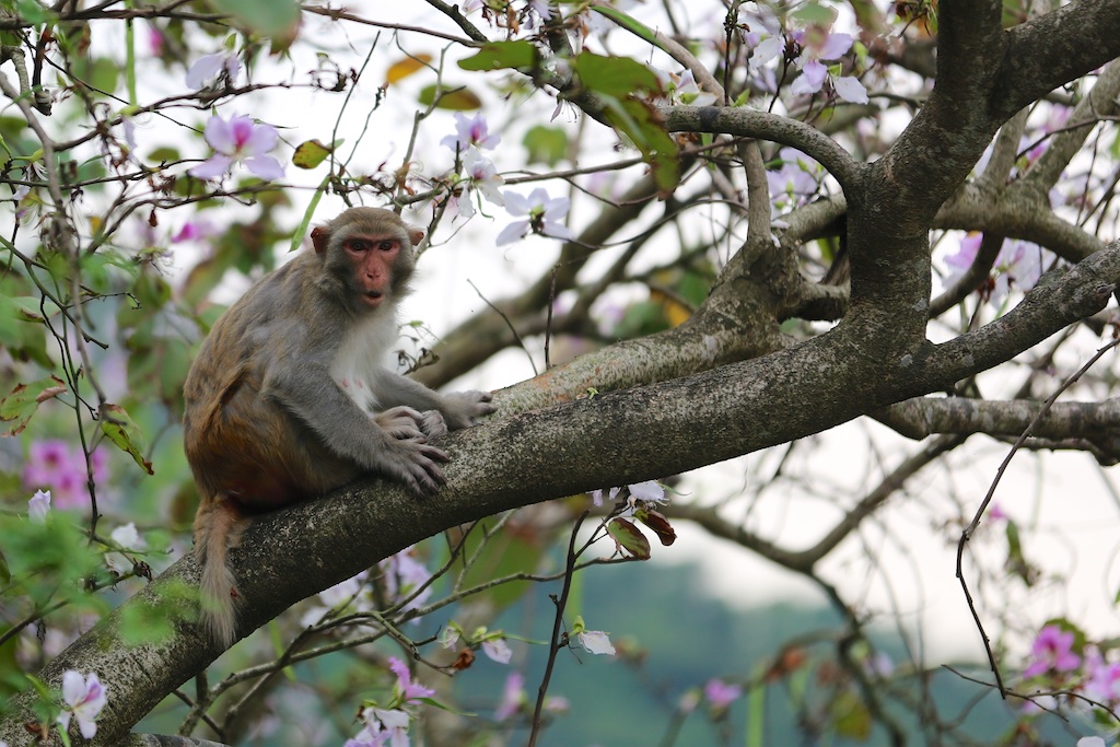 Monkey Mountain Kam Shan