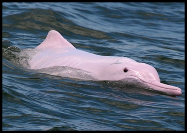 Let’s Find Hong Kong’s Pink Dolphins
