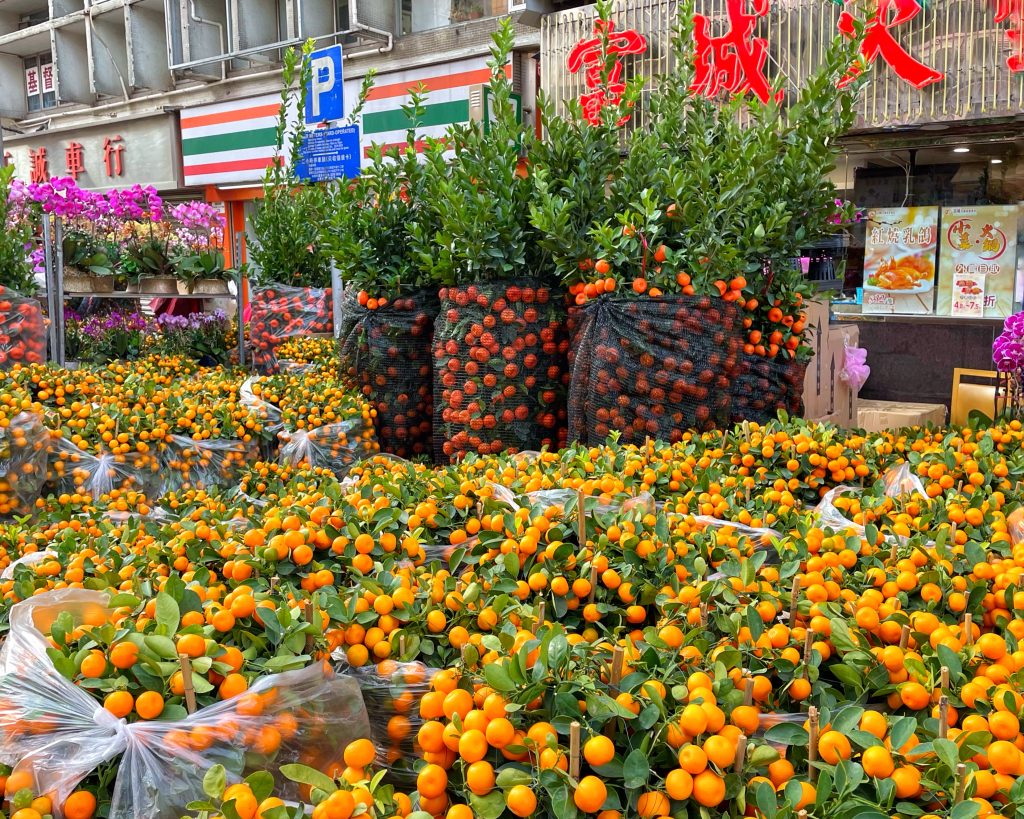 Kumquat Tree CNY