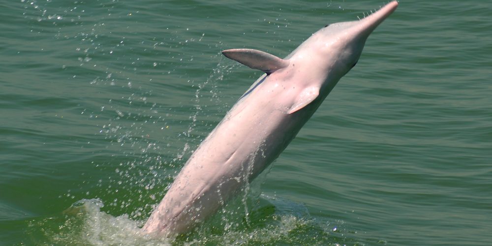 Pink dolphins jump up