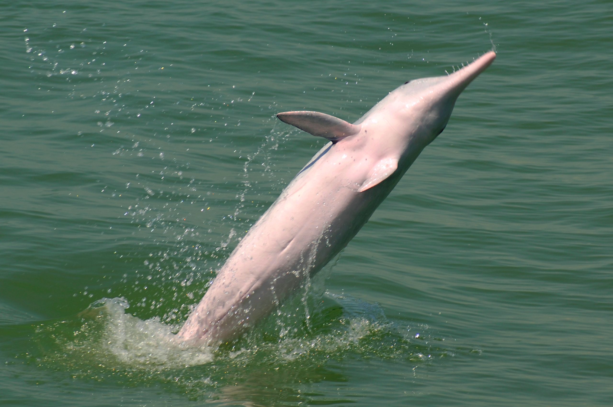 Pink dolphins jump up