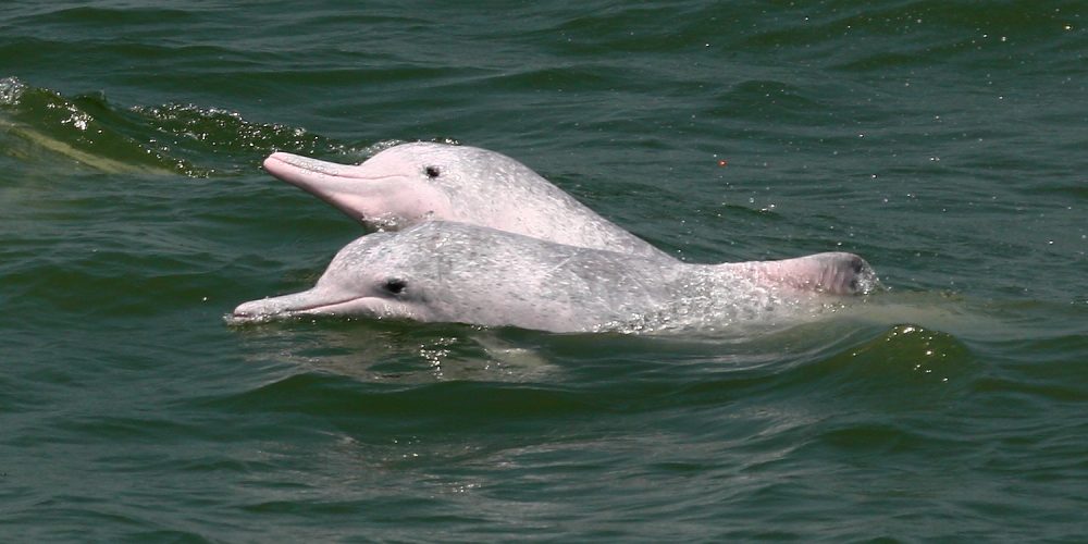 Pink dolphins 07 May 9-4