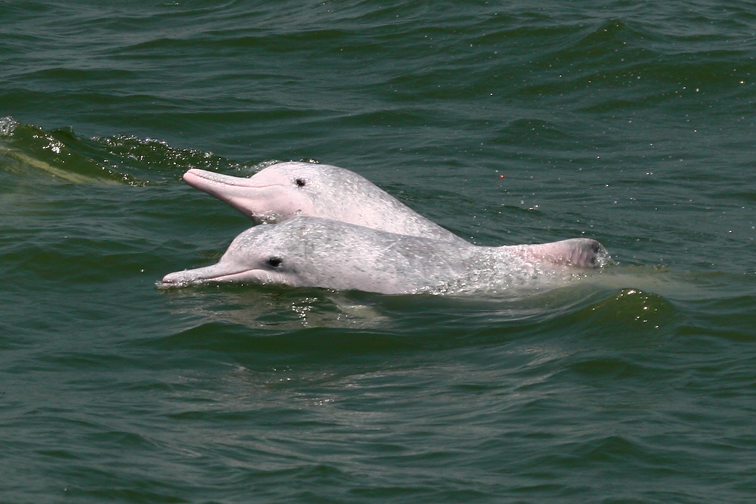 HK DolphinWatch x 360 Lantau Island Group Tour