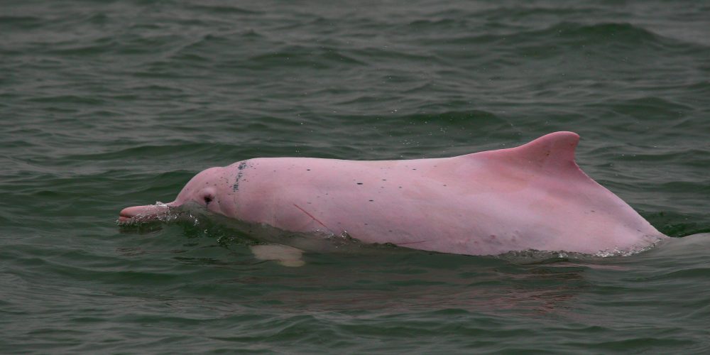 Pink dolphins injured