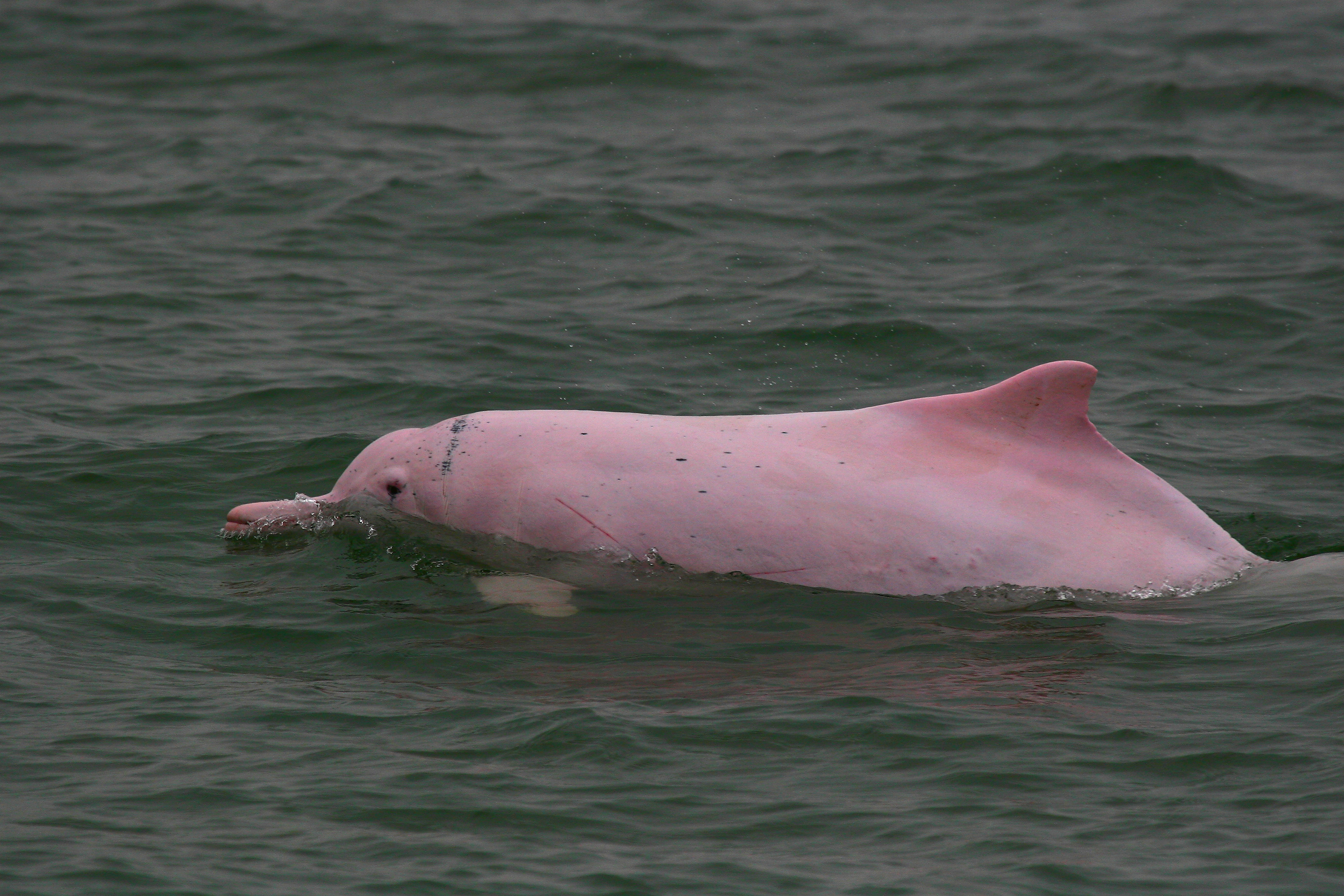 Pink dolphins injured