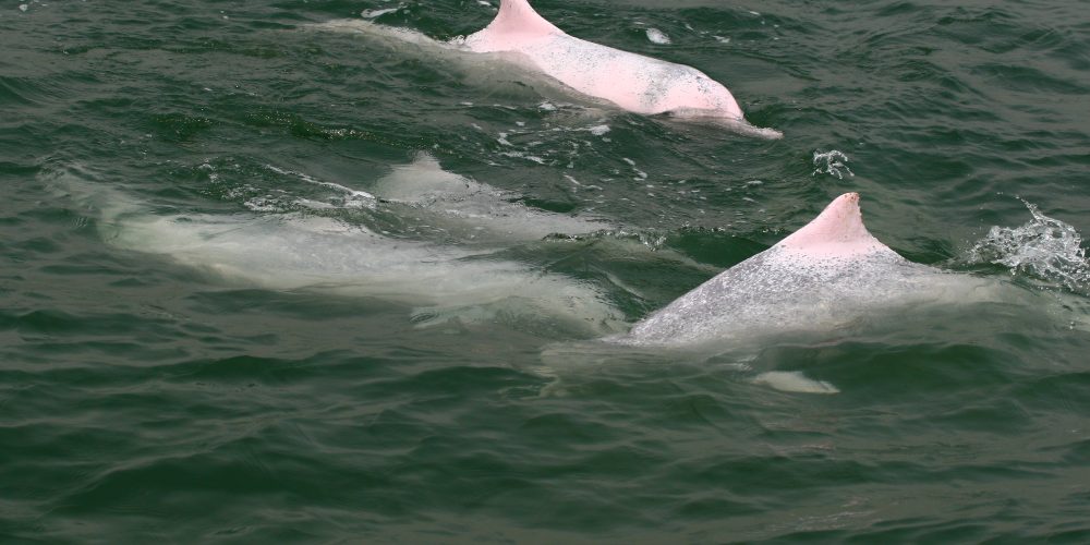 Pink dolphins family