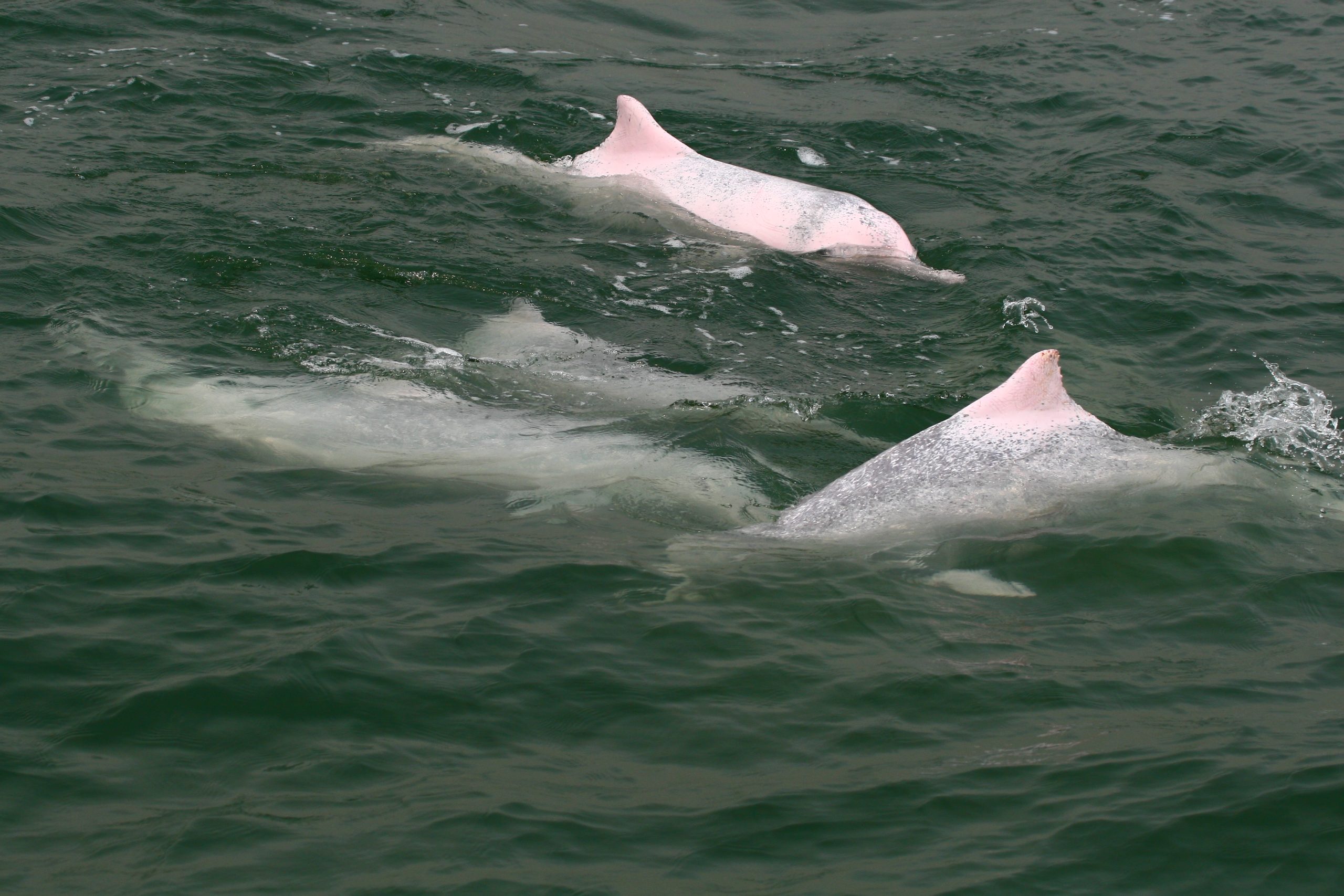 Pink dolphins family