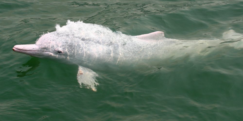 Pink dolphins close-up-4