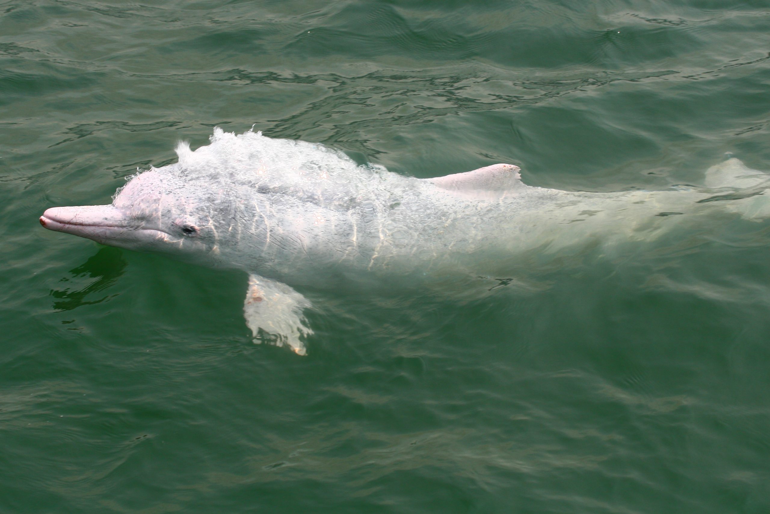 Pink dolphins close-up-4