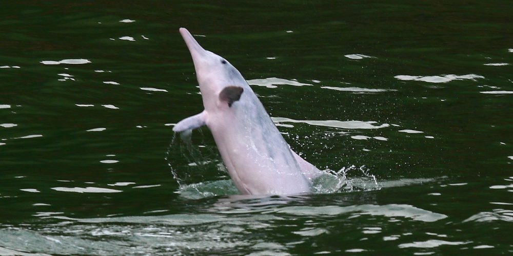 Pink dolphins jump