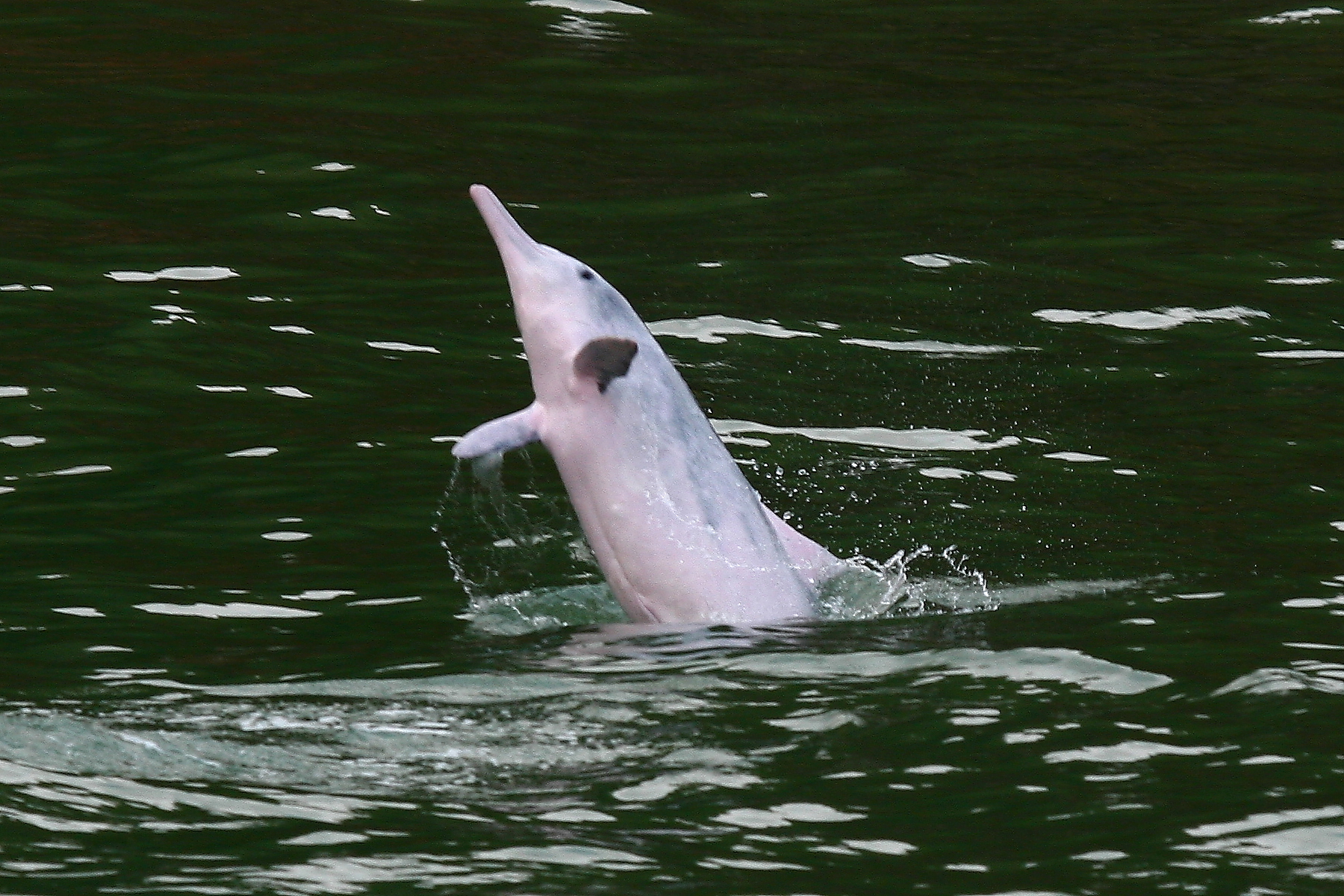 Pink dolphins jump