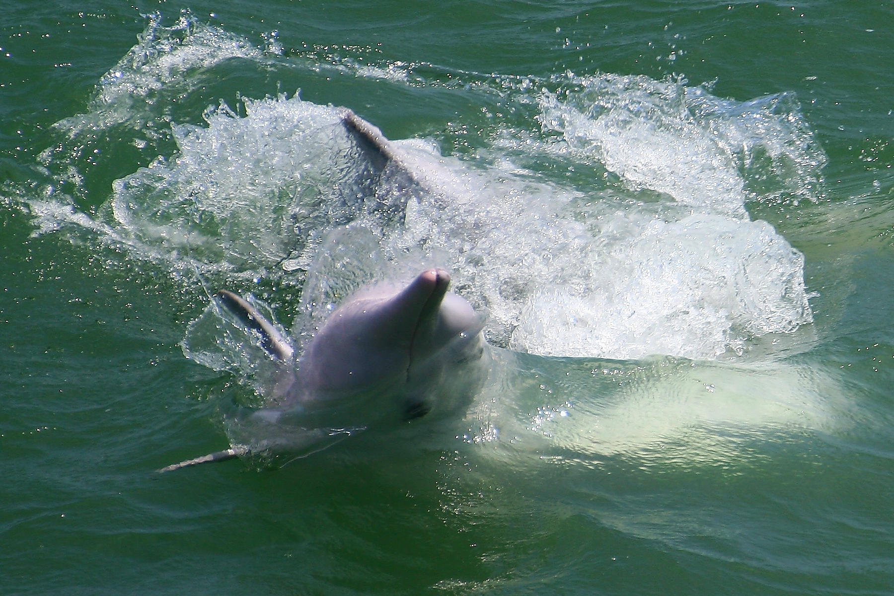 Pink dolphins playful