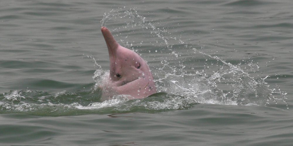 Pink dolphin hopping