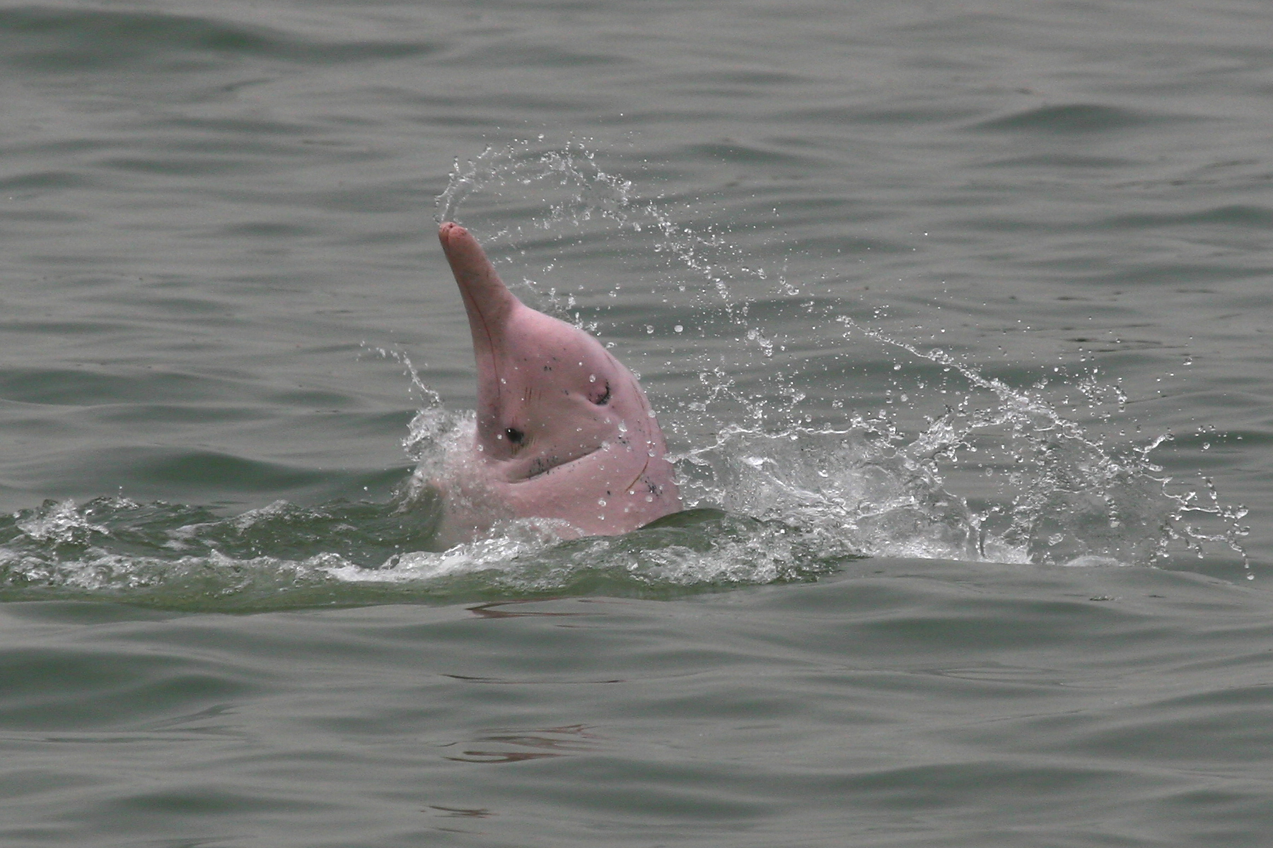 Pink dolphin hopping
